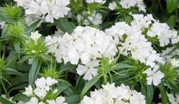Pop Star Dianthus PP#18222
