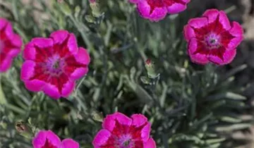 Pop Star Dianthus PP#18222