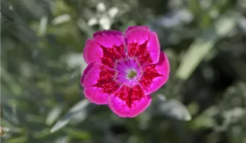 Pop Star Dianthus PP#18222