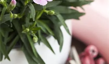 Pop Star Dianthus PP#18222