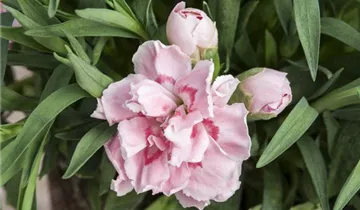 Pop Star Dianthus PP#18222