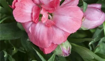 Pop Star Dianthus PP#18222