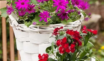 Pop Star Dianthus PP#18222