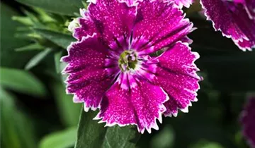 Pop Star Dianthus PP#18222
