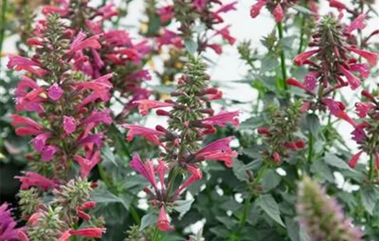 Agastache cultorum 'Summer Love'
