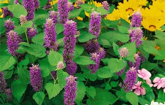 Agastache Kudos™ Red
