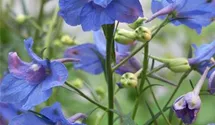 Zwerg-Rittersporn 'Blue Butterfly'