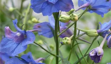 Zwerg-Rittersporn 'Blue Butterfly'