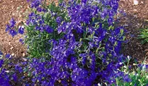 Zwerg-Rittersporn 'Blue Butterfly'