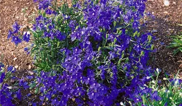 Zwerg-Rittersporn 'Blue Butterfly'