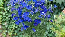 Zwerg-Rittersporn 'Blue Butterfly'