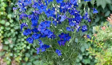 Zwerg-Rittersporn 'Blue Butterfly'