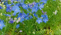 Zwerg-Rittersporn 'Blue Butterfly'