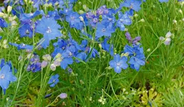 Zwerg-Rittersporn 'Blue Butterfly'