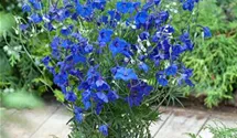 Zwerg-Rittersporn 'Blue Butterfly'