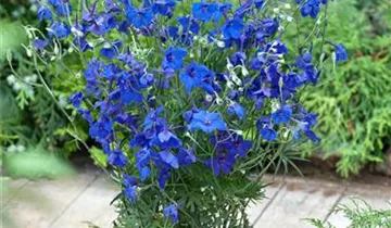 Zwerg-Rittersporn 'Blue Butterfly'