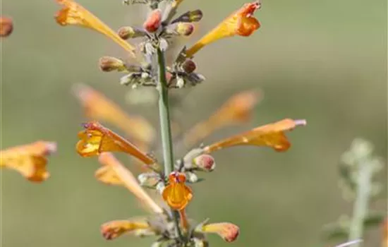 Agastache 'Orange Nectar' (s)