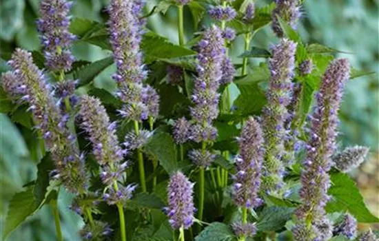 Agastache 'Purple Haze'