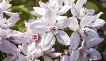 Rosen-Deutzie 'Mont Rose'