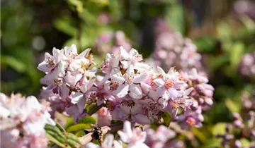 Rosen-Deutzie 'Mont Rose'