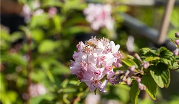 Rosen-Deutzie 'Mont Rose'