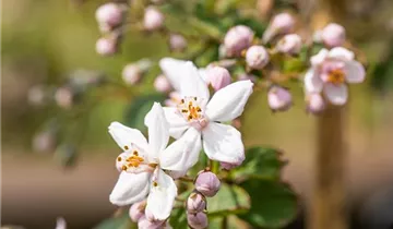 Rosen-Deutzie 'Mont Rose'