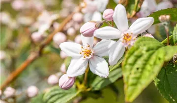 Rosen-Deutzie 'Mont Rose'