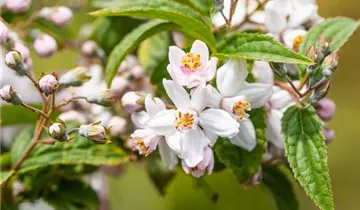 Rosen-Deutzie 'Mont Rose'