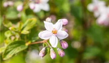 Rosen-Deutzie 'Mont Rose'