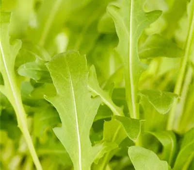 Diplotaxis tenuifolia