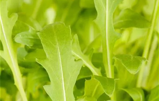 Diplotaxis tenuifolia