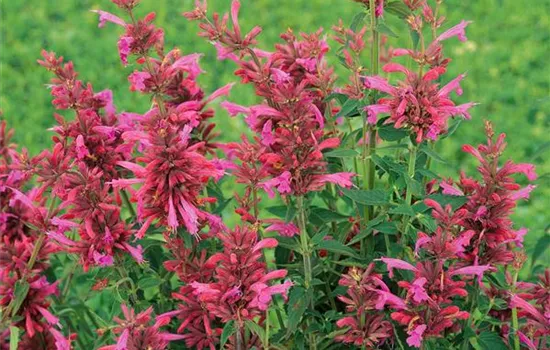 Agastache 'Raspberry Nectar' ®