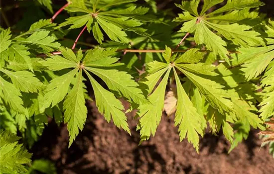 Acer japonicum Aconitifolium