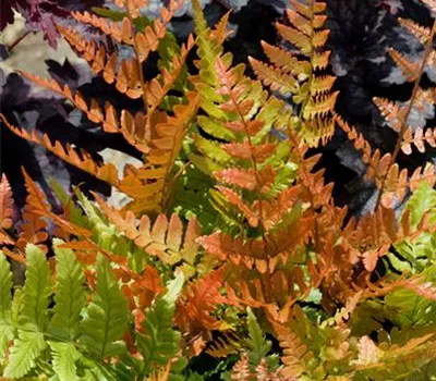 Dryopteris erythrosora 'Brilliance'