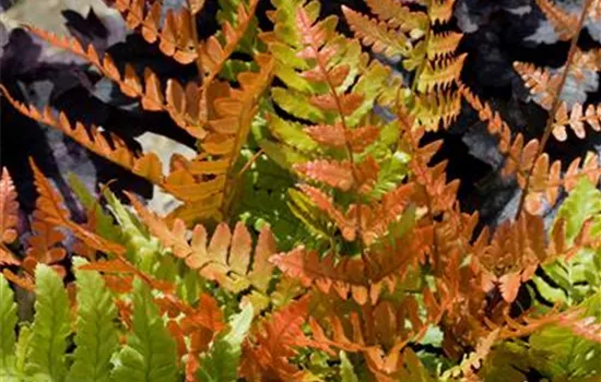 Dryopteris erythrosora 'Brilliance'