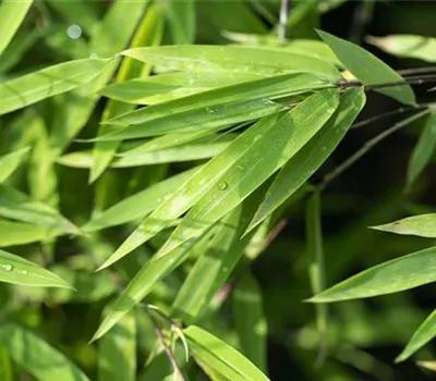 Fargesia Black Pearl