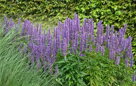 Agastache rugosa 'Blue Fortune'