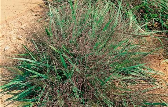 Eragrostis spectabilis