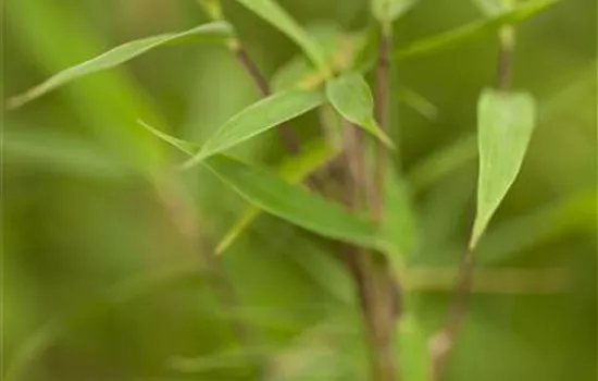 Fargesia murieliae 'Bimbo'