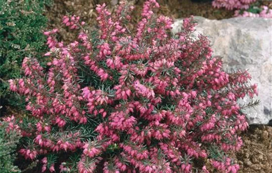 Erica carnea Myretoun Ruby