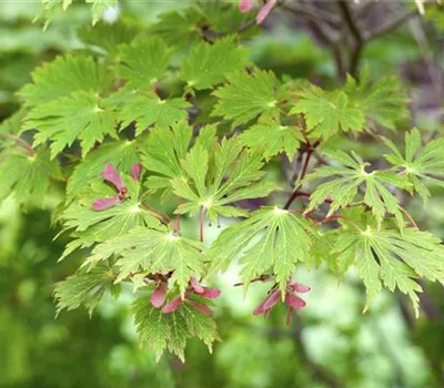 Acer japonicum Fairy Lights