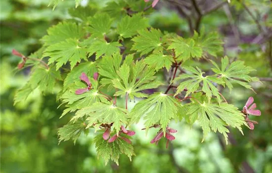 Acer japonicum Fairy Lights