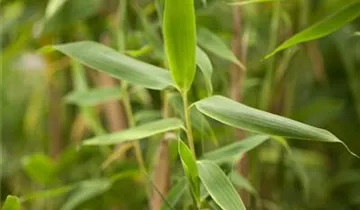 Gartenbambus 'Favorit'