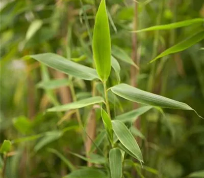 Fargesia murieliae 'Favorit'