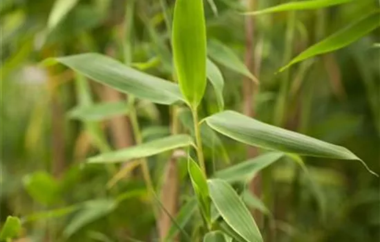 Fargesia murieliae 'Favorit'