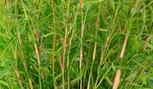 Gartenbambus 'Favorit'