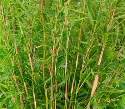 Fargesia murieliae 'Neue Generation'