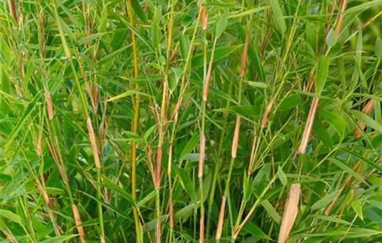 Fargesia murieliae 'Neue Generation'