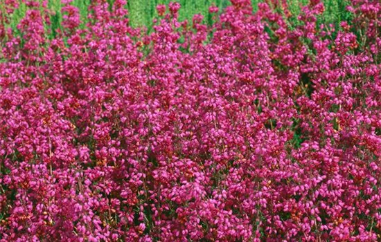 Erica cinerea 'C. D. Eason'