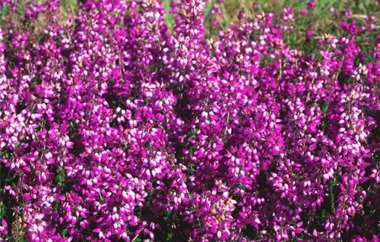 Erica cinerea 'Purple Beauty'